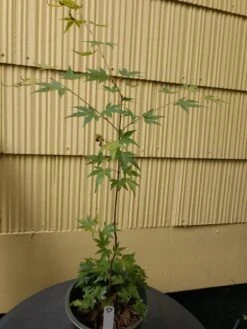 Acer Green Japanese Maple Pre Bonsai, Trees Grown By Us Specimen 3-4yr