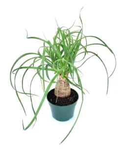 Ponytail Palm Beaucarnea Recurvata Live Potted Plant