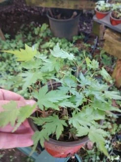 Acer 4 Inch Green Japanese Maple Pre Bonsai, Trees Grown By Me
