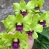 Dendrobium Burana Green Star 4" Pot -Green Aura s l400