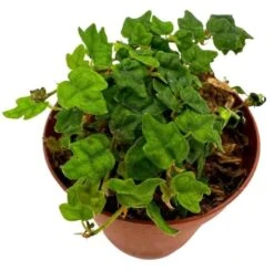 String Of Frogs, In A 2 Inch Pot, Frog Feet Plant, Ficus Pumila Quercifolia, Oakleaf Creeping Fig 9 String Of Frogs, In A 2 Inch Pot, Frog Feet Plant, Ficus Pumila Quercifolia, Oakleaf Creeping Fig -Green Aura sfrog