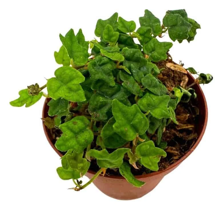 String Of Frogs, In A 2 Inch Pot, Frog Feet Plant, Ficus Pumila Quercifolia, Oakleaf Creeping Fig 7 String Of Frogs, In A 2 Inch Pot, Frog Feet Plant, Ficus Pumila Quercifolia, Oakleaf Creeping Fig - Image 5