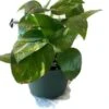 Golden Pathos (Epipremnum Aureum) In A 6 Inch Pot! -Green Aura shadow 2 1