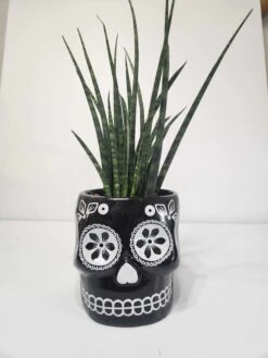 Sansevieria Fernwood Mikado In Sugar Skull Pot - Mikado Snakeplant 6"