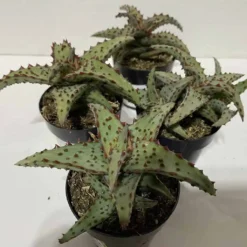 Small Succulent Plant - Aloe Castilloniae.. An Extremely Rare And Unique Aloe. A Beautifully Different Shape And Color -Green Aura sm castilloniae 10