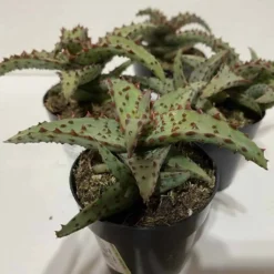 Small Succulent Plant - Aloe Castilloniae.. An Extremely Rare And Unique Aloe. A Beautifully Different Shape And Color -Green Aura sm castilloniae