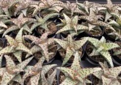 Small Succulent Plant - Aloe Castilloniae.. An Extremely Rare And Unique Aloe. A Beautifully Different Shape And Color -Green Aura sm castilloniae 3