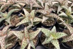 Small Succulent Plant - Aloe Castilloniae.. An Extremely Rare And Unique Aloe. A Beautifully Different Shape And Color -Green Aura sm castilloniae 4