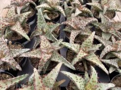 Small Succulent Plant - Aloe Castilloniae.. An Extremely Rare And Unique Aloe. A Beautifully Different Shape And Color -Green Aura sm castilloniae 5