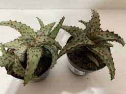Small Succulent Plant - Aloe Castilloniae.. An Extremely Rare And Unique Aloe. A Beautifully Different Shape And Color -Green Aura sm castilloniae 6