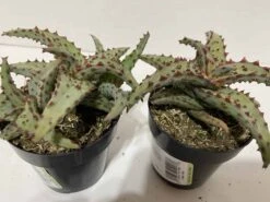 Small Succulent Plant - Aloe Castilloniae.. An Extremely Rare And Unique Aloe. A Beautifully Different Shape And Color -Green Aura sm castilloniae 8