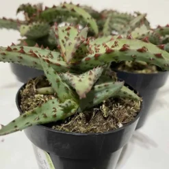 Small Succulent Plant - Aloe Castilloniae.. An Extremely Rare And Unique Aloe. A Beautifully Different Shape And Color -Green Aura sm castilloniae 9
