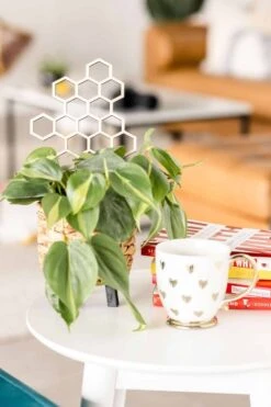 Medium Sized Honeycomb Trellis