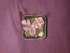 Soul Peace Bundle-String Of Hearts Variegated