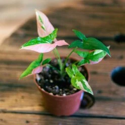 Syngonium Red Spot Tricolor -Green Aura syngonium red spot 1