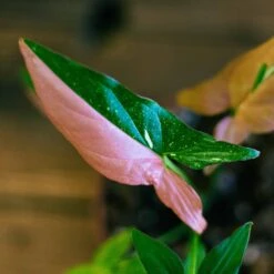 Syngonium Red Spot Tricolor -Green Aura syngonium red spot 2