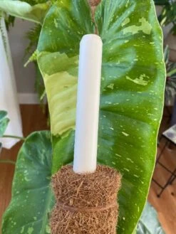 3ft Tall - Plant Climbing Pole, Moss Pole, Coco Coir Pole, Totem Pole, Ning's Creations, Made In USA! -Green Aura tapered end