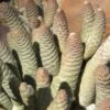 Cactus- Tephrocactus Articulatus Var Strobiliformis -Green Aura tepstr 1