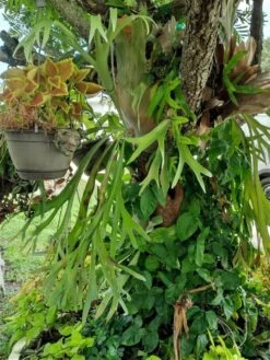 Staghorn Epiphyte Fern Ships Free. -Green Aura thumb