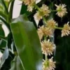 Dracaena Fragrans Corn Plant Ships Free -Green Aura thumb 3