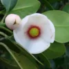 Clusiaceae Rosea Clusia Pitch Apple Plant Ships Free. -Green Aura thumb 7