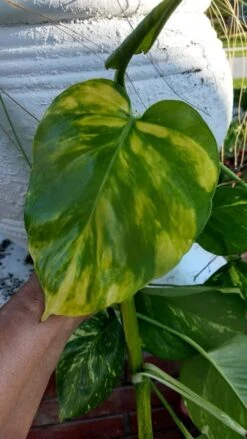 Giant Tropical Golden Pothos Devils Ivy Ships Free.