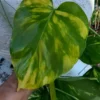 Pothos Giant Golden 2 Cuttings Ship Free -Green Aura thumbnail 15