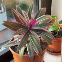 Tri Color Dwarf Oyster Plants Tradescantia Spathacea Ships Free. -Green Aura thumbnail