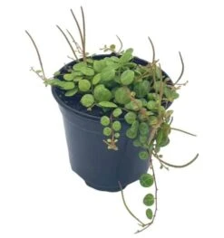 String Of Turtles, Peperomia Prostrata, Very Filled In A 4 Inch Pot -Green Aura turt 1