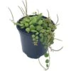 String Of Turtles, Peperomia Prostrata, Very Filled In A 4 Inch Pot -Green Aura turt