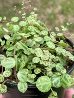 String Of Turtles, Peperomia Prostrata, Very Filled In A 4 Inch Pot -Green Aura turt1