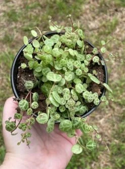 String Of Turtles, Peperomia Prostrata, Very Filled In A 4 Inch Pot -Green Aura turt2