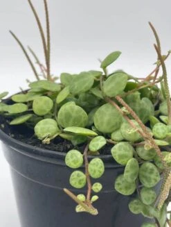 String Of Turtles, Peperomia Prostrata, Very Filled In A 4 Inch Pot -Green Aura turt4