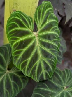 Philodendron Verrucosum Small Size