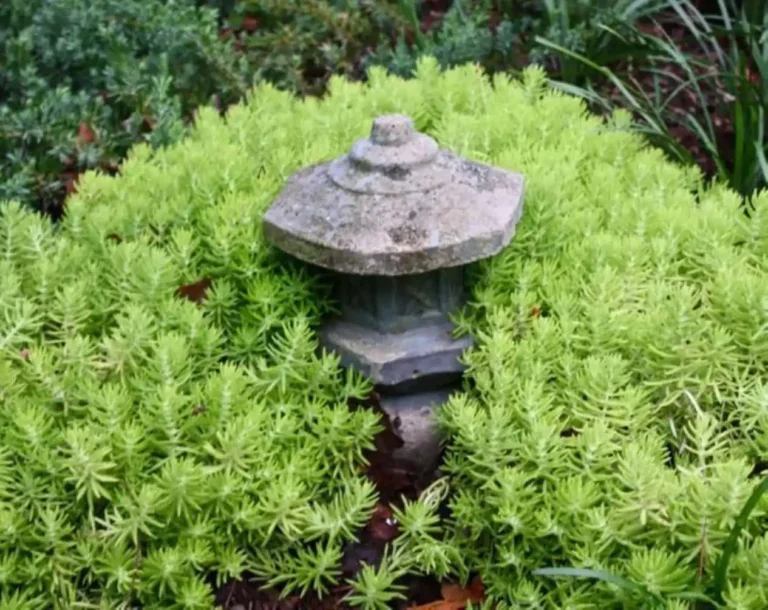 Green Aura -Green Aura 1265u 768x610 1